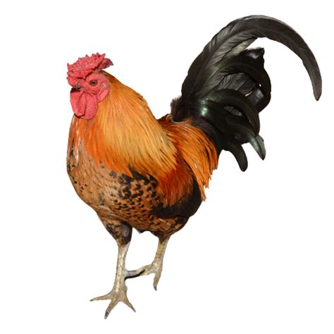 Gold Cock Png Photo Png Arts