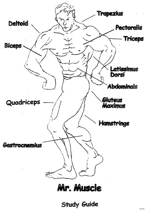 Muscle Names Worksheet Muscles Facts Worksheets Number And Types For