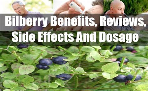 Bilberry Benefits Reviews Side Effects And Dosage Side Effects