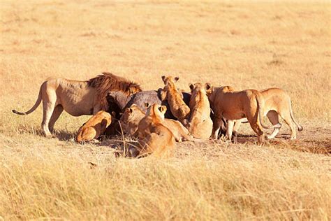 Lions Eating Prey Stock Photos Pictures And Royalty Free Images Istock
