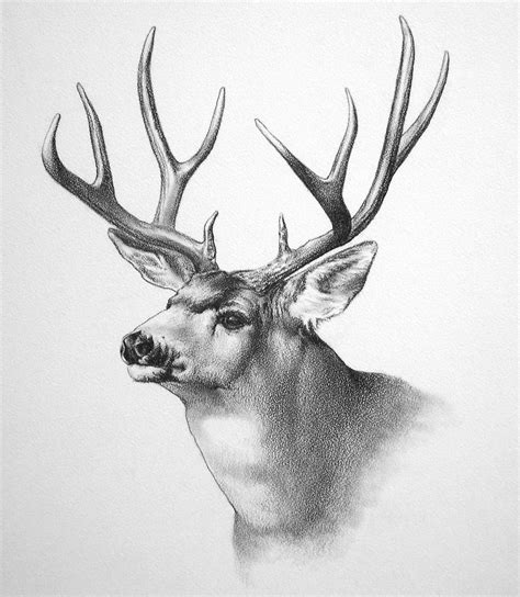 How To Draw A Mule Deer Mule Deer Drawings Deer Artwork Animals