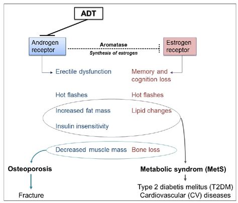 Side Effects Associated With Androgen Deprivation Therapy ADT Download Scientific Diagram