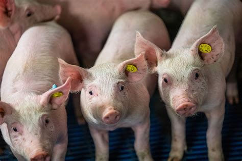 Weaner Pigs Can Benefit From Dietary Folic Acid Pig Progress