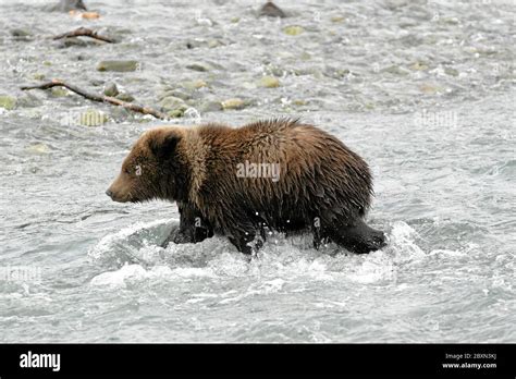 Kodiak Bear Ursus Arctos Alaska Usa Stock Photo Alamy