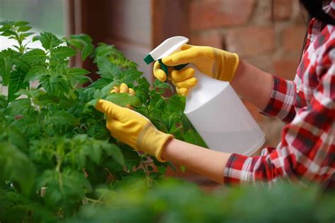 Use Insecticidal Soap To Control Insects On Plants Hgandh