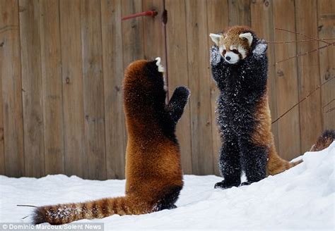 Two Red Pandas Trying Their Hardest To Look Threatening In A Snowy