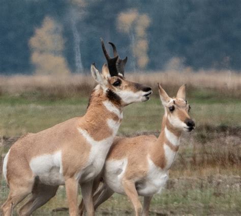 Pronghorns The Goat Antelopes Of The American West Eyes On The Wild