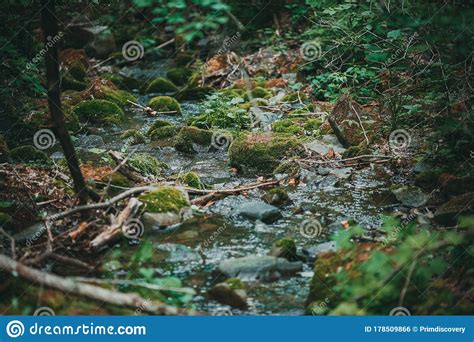 A Crystal Clear Mountain Stream Flows Down Stones Among Green Moss And