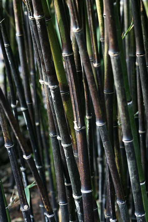 Maybe you'll get lucky enough to find one of the black bamboo species and bring it into your landscape. Black Bamboo | Black bamboo, Fast growing trees, Bamboo tree