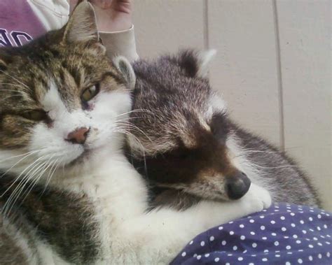 Barn Cat Helped Rescued Raccoon Get Back To The Wild Love Meow