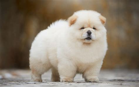 Chow Chow Dog Breed Facts And Information Animals