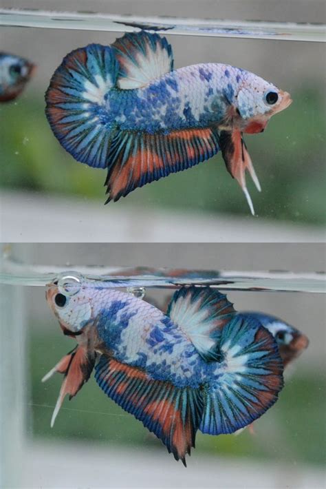 Looking for halfmoon plakat stickers? AquaBid.com - Halfmoon Plakat Auctions - Mon Jun 23 07:31 ...