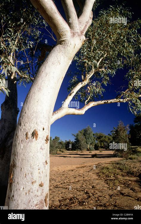 Red Bark Gum Tree In Hi Res Stock Photography And Images Alamy