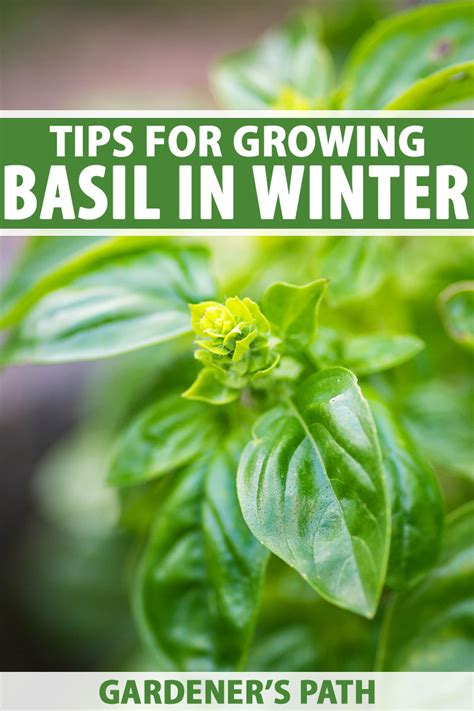 Tips For Growing Basil In Fall And Winter Gardeners Path