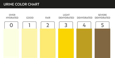 Urine Color Chart Pee Hydration And Dehydration Test Strip Vector