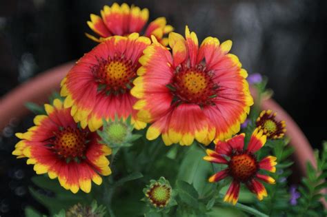 The oklahoma native plant society can provide lists of plants for a specific region. Indian Blanket - Beautiful Indian Blanket flowers, native ...