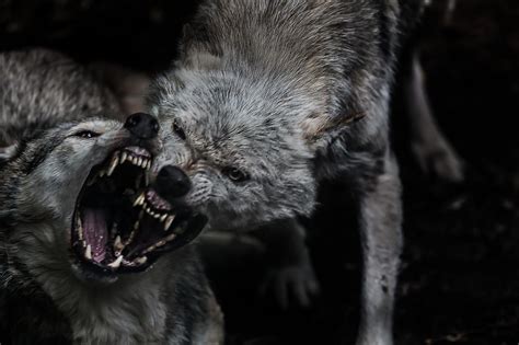 Fearsome Wolf Fight Wolves Fighting Cotswold Wildlife Park Image Maker Red Rising Two