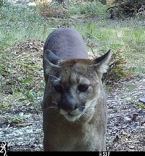 A Female Mountain Lion Was Photographed Recently By A Trail Camera