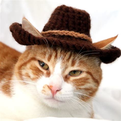 Cowboy Hat For Cats Pawsomecrochet