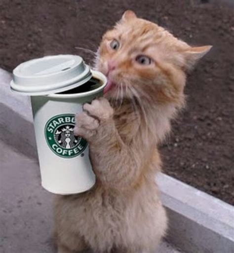 Cat Drinking Coffee Crazy Cat Lady Pinterest