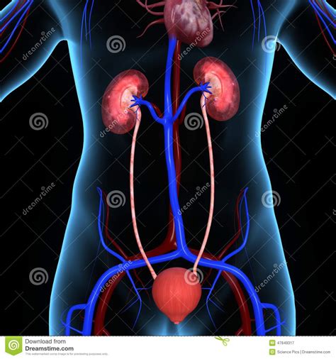 The kidneys can be found underneath the what organ is on right side at waist? Kidneys Stock Illustration - Image: 47649317