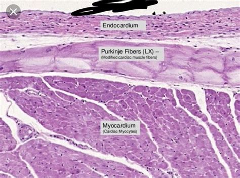 Histology Of The Circulatory System Flashcards Quizlet