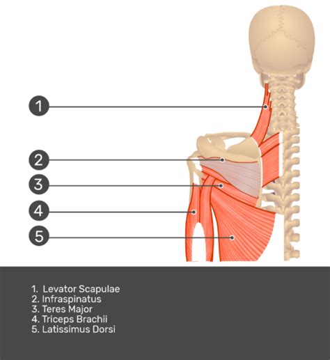 Shoulder Muscle Innervation Chart