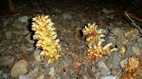 The 7 Ps Blog Wild Medicinal Squaw Root Conopholis