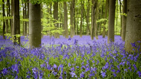 Best Bluebell Woods Oxfordshire To Explore 2024