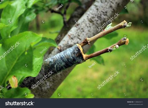 Live Cuttings Grafting Apple Tree Cleft Stock Photo 1138665311