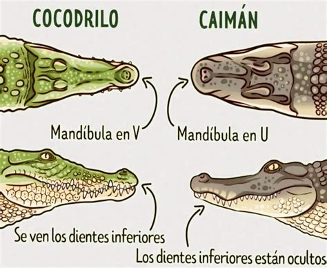 Aprende La Diferencia Entre Caimán Y Cocodrilo En Segundos