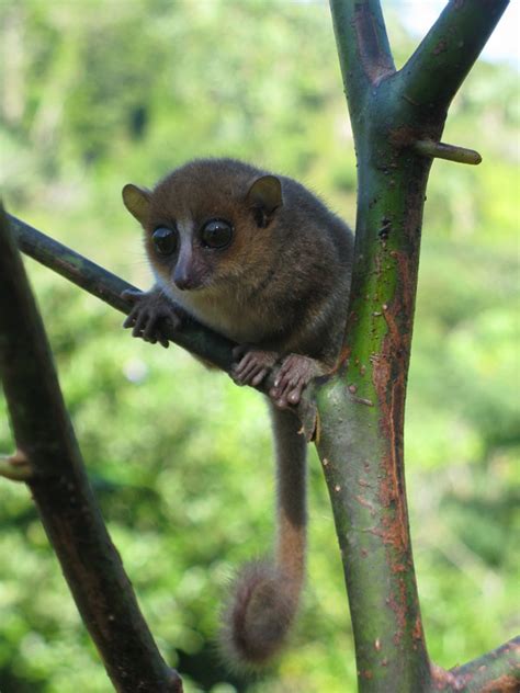 New Species Of Tiny Lemurs Are Discovered