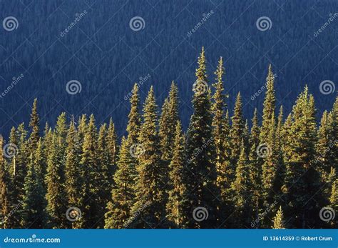 Sunlit Pine Trees Stock Image Image Of Mountain Pacific 13614359