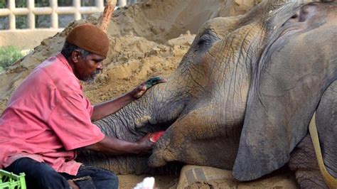 Death Of Elephant At Pakistan Zoo Raises Concerns Perthnow