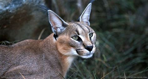 Fascinating Facts About The Caracal
