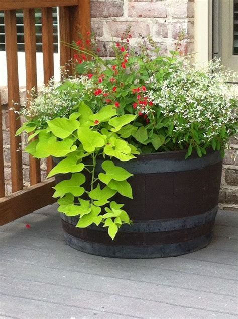 Colorful Full Sun Whiskey Barrel Container Garden With Lime Green Sweet Potato Vine Whit