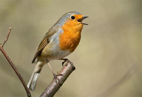 Everything You Need To Know About The Robin Facts About Robins