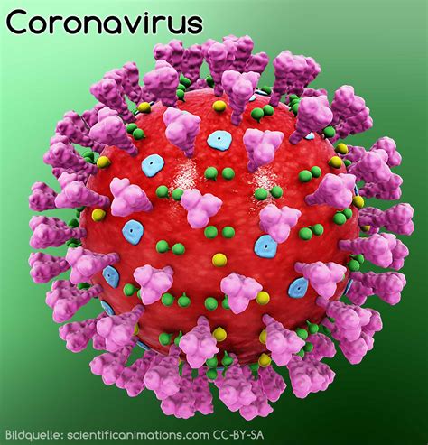 All content article title authors keywords abstract article title, abstract, keywords. Coronavirus Sars-CoV-2 - Immunreaktion einfach erklärt