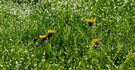 How To Identify Common Lawn Weeds A Guide To Weed Control 2023