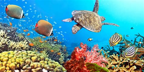 Tropical Coral Reef Underwater Ocean Fishes Underwater World Coral Reef