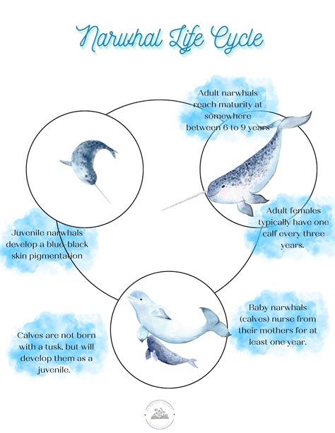 Narwhal Life Cycle Printable Resources Homeschool Learning Etsy