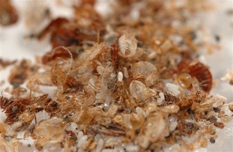 Bed Bug Shells What In The World Kapturepest