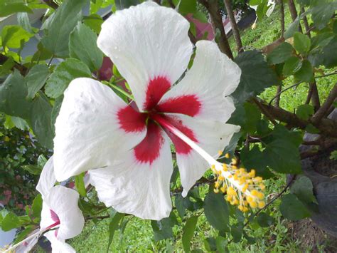 Hibiscus Beautiful Flowers Photos Beautiful Flowers Pictures Yellow