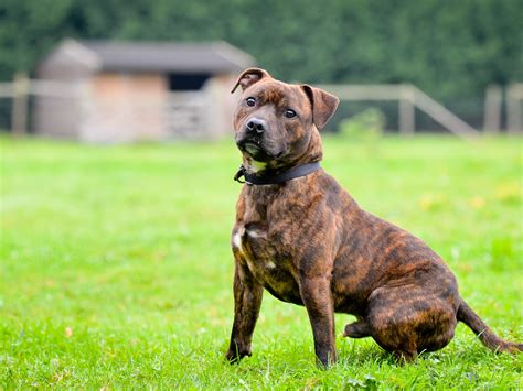 Staffordshire Terrier Brindle : American Staffordshire Terrier Breed