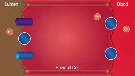 Parietal Cell Secretion