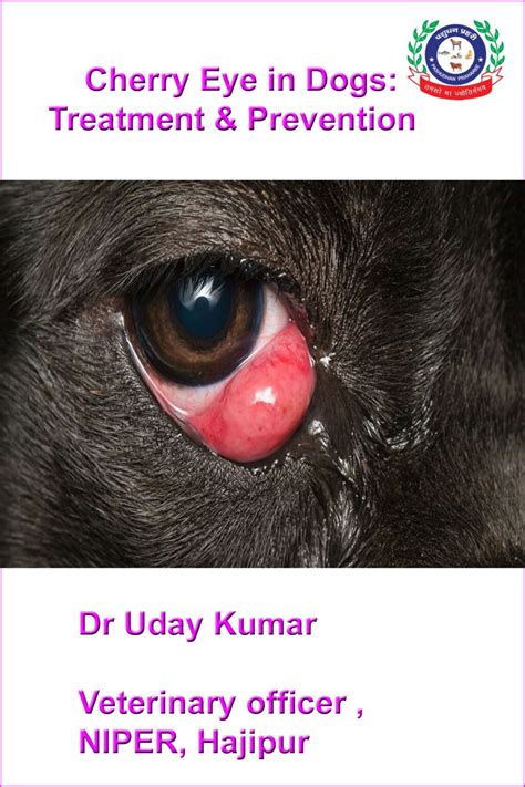 Cherry Eye In Dogstreatment And Prevention