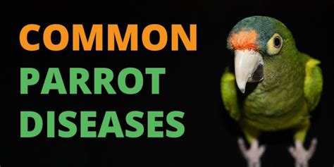 6 Common Parrot Diseases Explained Signs Risks And Treatments