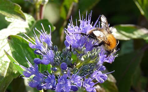 How to make a rain garden for wildlife. Bee Friendly Plants & Flowers - The RSPB