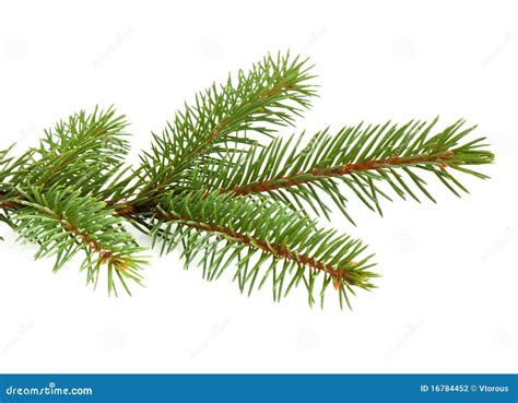 Pine Tree Branch Stock Photo Image Of Isolated Pine 16784452