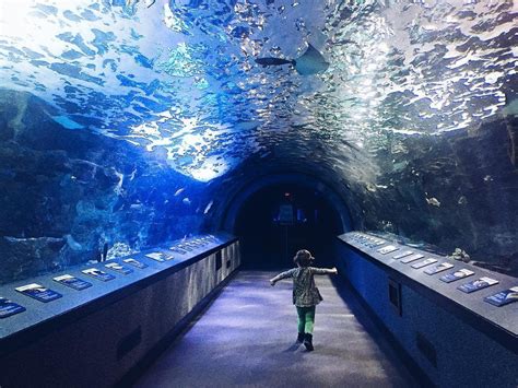 Newport Aquarium In Kentucky Near Cincinnati Meetnky